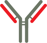 antibody icon image