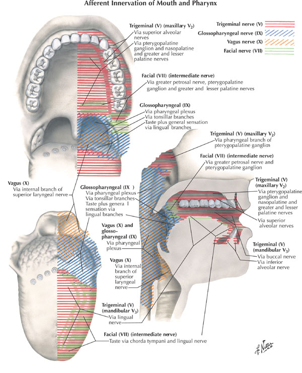 Oral Nerves 35