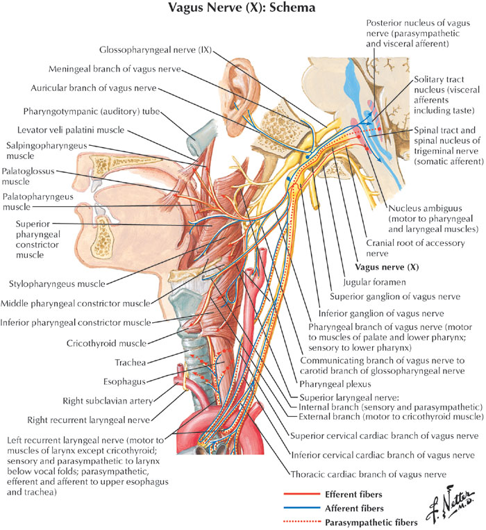 Vagus Nerve Anatomy. are carried in vagus nerve