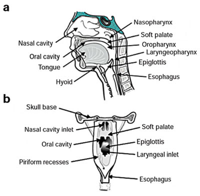 Larynx And Pharynx. The esophagus and pharynx have