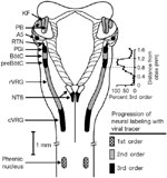 Figure 2 : Dorsal view of brainstem and cervical spinal cord indicating regions involved in control of breathing and progression of labeling with a viral tracer injected into the phrenic nerve. Unfortunately we are unable to provide accessible alternative text for this. If you require assistance to access this image, or to obtain a text description, please contact npg@nature.com
