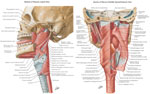 Figure 1 : Anatomy of the closing and some opening muscles of the upper esophageal sphincter (UES). Unfortunately we are unable to provide accessible alternative text for this. If you require assistance to access this image, or to obtain a text description, please contact npg@nature.com