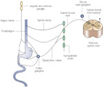Figure 1 : Schematic diagram of vagal and spinal nerve supply to the esophagus. Unfortunately we are unable to provide accessible alternative text for this. If you require assistance to access this image, or to obtain a text description, please contact npg@nature.com