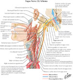 Figure 7 : Distribution of the vagus nerve (X) to oral and pharyngeal areas. Unfortunately we are unable to provide accessible alternative text for this. If you require assistance to access this image, or to obtain a text description, please contact npg@nature.com