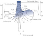 Figure 4 : The structure of the lower esophageal sphincter (LES). Unfortunately we are unable to provide accessible alternative text for this. If you require assistance to access this image, or to obtain a text description, please contact npg@nature.com