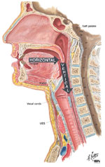 Figure 1 : Oropharyngeal swallowing mechanism. Unfortunately we are unable to provide accessible alternative text for this. If you require assistance to access this image, or to obtain a text description, please contact npg@nature.com