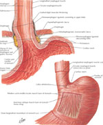 Figure 1 : Lower esophageal sphincter (LES) fibers. Unfortunately we are unable to provide accessible alternative text for this. If you require assistance to access this image, or to obtain a text description, please contact npg@nature.com