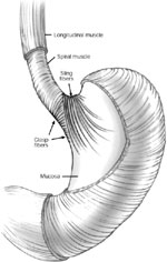 Figure 1 : Opposing sling and clasp muscle fibers. The longitudinal muscle layer of the stomach has been cut away to show the opposing sling and clasp muscle fibers. Unfortunately we are unable to provide accessible alternative text for this. If you require assistance to access this image, or to obtain a text description, please contact npg@nature.com