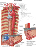 Figure 2 : Arterial blood supply of the esophagus Unfortunately we are unable to provide accessible alternative text for this. If you require assistance to access this image, or to obtain a text description, please contact npg@nature.com