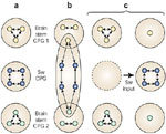 Figure 11 : Schematic representations of the swallowing central pattern generator (CPG). Unfortunately we are unable to provide accessible alternative text for this. If you require assistance to access this image, or to obtain a text description, please contact npg@nature.com