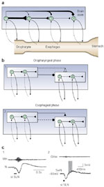 Figure 9 : Possible mechanisms of the swallowing pattern generation. Unfortunately we are unable to provide accessible alternative text for this. If you require assistance to access this image, or to obtain a text description, please contact npg@nature.com