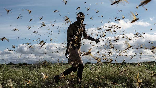 A man chasing away a swarm of desert locusts.