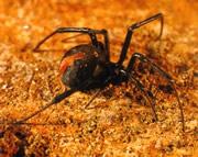 Redback spiders: a tasty dinner-date.