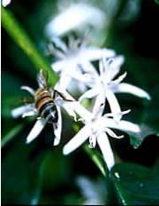 A wild honeybee (Apis mellifera) visits a coffee flower, bringing pollen from other plants to fertilize it.