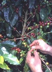 Coffee growers reap the financial rewards of neighbouring forest.