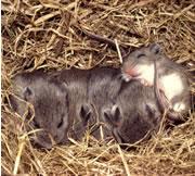 Mouse mothers will attack any intruder to protect their offspring.