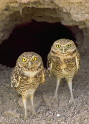Burrowing owls use dung to catch dinner.