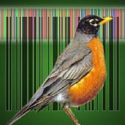 Birds of closely related species can be differentiated using the DNA sequence of just one gene.