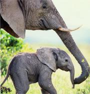 The hunting of elephants for ivory has caused the African elephant population to dwindle from 1.3 million in the early 1970s to less than 400,000 today.
