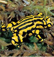 Fewer than 250 adults of the Corroboree frog (Pseudophryne corroboree) are thought to survive.