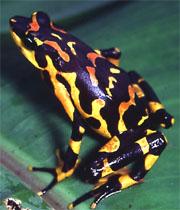 Populations of the harlequin toad (Atelopus varius) have crashed dramatically in Costa Rica and Panama, possibly due to fungal disease.