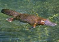 Even the duck-billed platypus's chromosomes are weird.