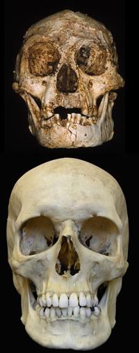 The skull of Homo floresiensis is tiny compared to modern day Homo sapiens.