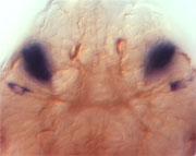 Platynereis has one type of light-sensing cells in its eyes but another type in its brain.