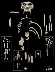 Complete bones and large bone fragments of the P. catalunicus skeleton.