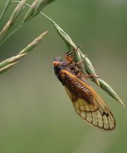 Hundreds of cicadas can emerge from each square metre of ground.