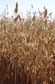 The study examined GM crops in rotation with non-GM cereals such as wheat.