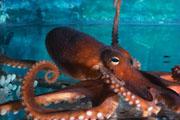 Thousands of nanolayers help octopus eyes to focus underwater.