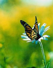 If observing the world tends to change it, how come we all see the same butterfly?