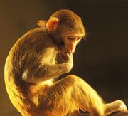 Social animal: by keeping an eye on their fellows, macaques can find mates and avoid fights.