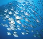 Herd instinct: shoaling fish try to stay in close contact with their group.