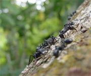 Cephalotes atratus ants aim for their home trunk when they fall off the branch.
