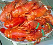 Bright red lobsters have their colour pigment freed when they are boiled.