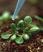 Arabidopsis plants may posses a genetic backup to deal with faulty parental DNA.
