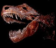 The discovery offers a valuable glimpse at Tyrannosaurus rex's biology.