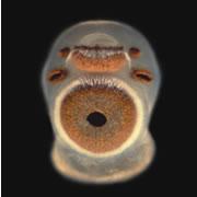 Close up: an eye stalk of a box jellyfish has four simple eyes and a pair of complex lenses.