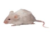 Mice exposed to bisphenol A appear more sensitive to oestrogen.