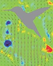An analysis shows air vortices at the tip of a hummingbird’s wings as it flies.