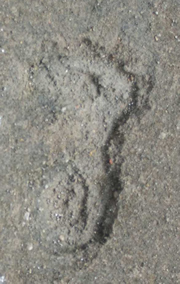 Could this be a footprint from 40,000 years ago?