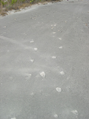 A path of 'prints' in the ash field of an ancient volcanic eruption.