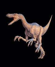 Small raptors had air-filled bones to help them sprint. Read all about dinosaurs in our in focus  