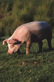 Pigs could be a breeding ground for dangerous viruses.