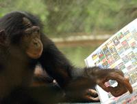 Although their voices aren't up to much, chimpanzees can learn an impressive array of symbols.
