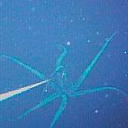 This rare, eight-metre long squid was lured into a photo by a simple fishing line.