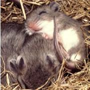 Facial grooming gives a boy mouse a way to signal his sex to potential mates.