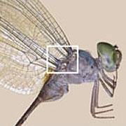 Insects may need to bend their wings some 500 million times during their lives.